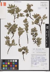 Foto von Salix breviserrata Flod.
